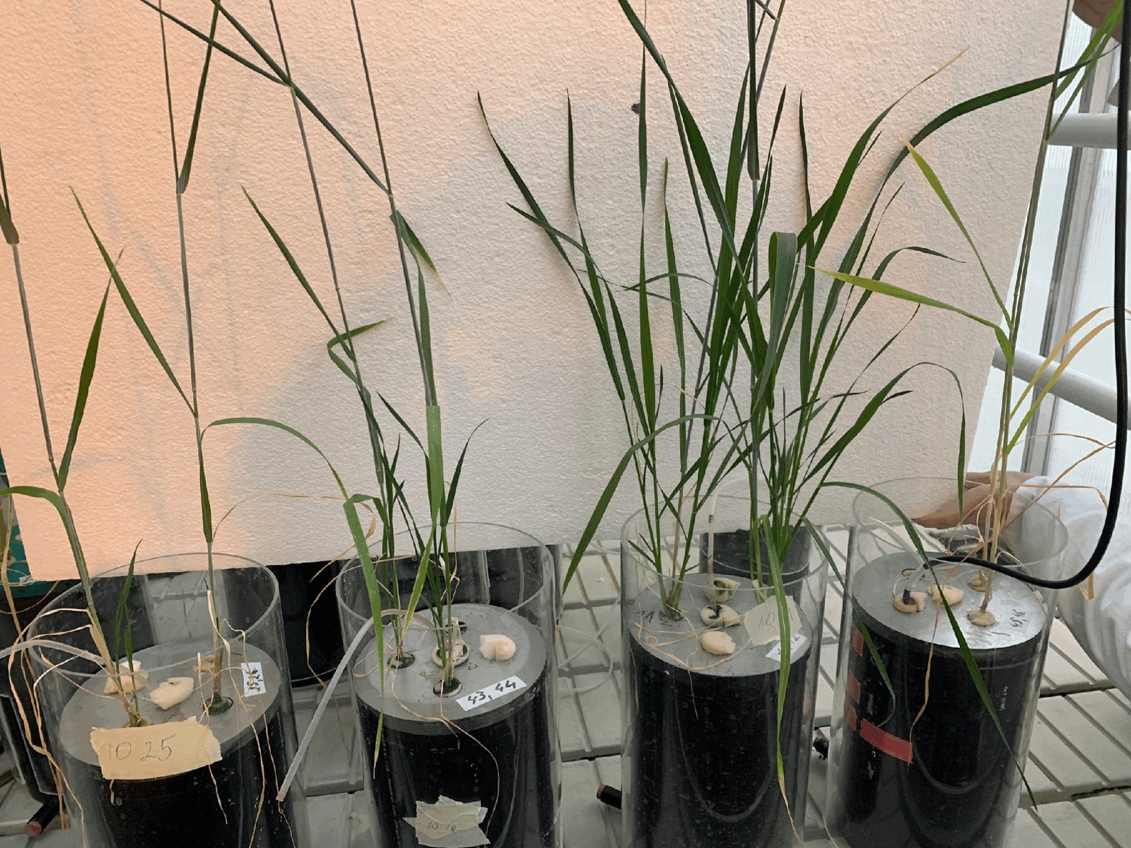 Hidroponinio bandymo kviečiai vegetacijos induose